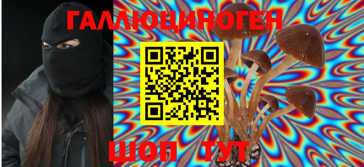 Псилоцибиновые грибы Psilocybe Курск